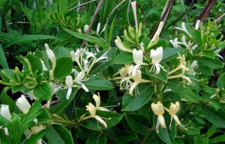 Kim Ngân Hoa (Dây nhẫn đông - Lonicera japonica)
